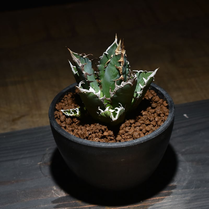 アガベ チタノタ レッドキャットウィーズル 