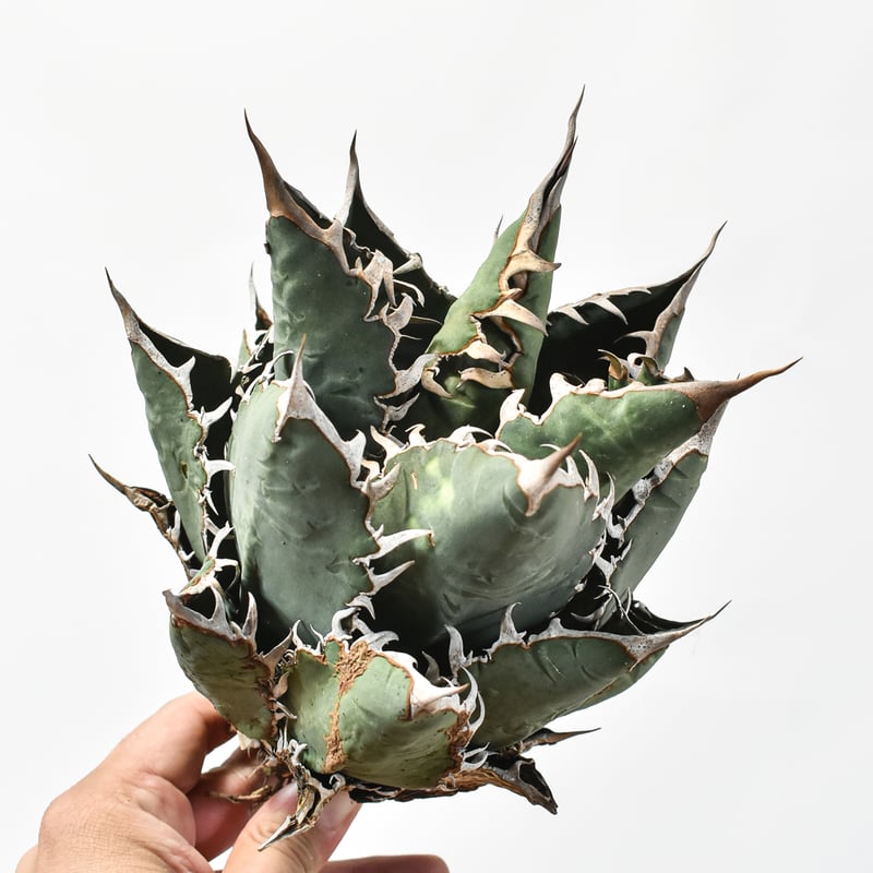 アガベ オテロイ 清櫻類似株 脇芽 検)セオ クラウン 皇冠 2026年最新