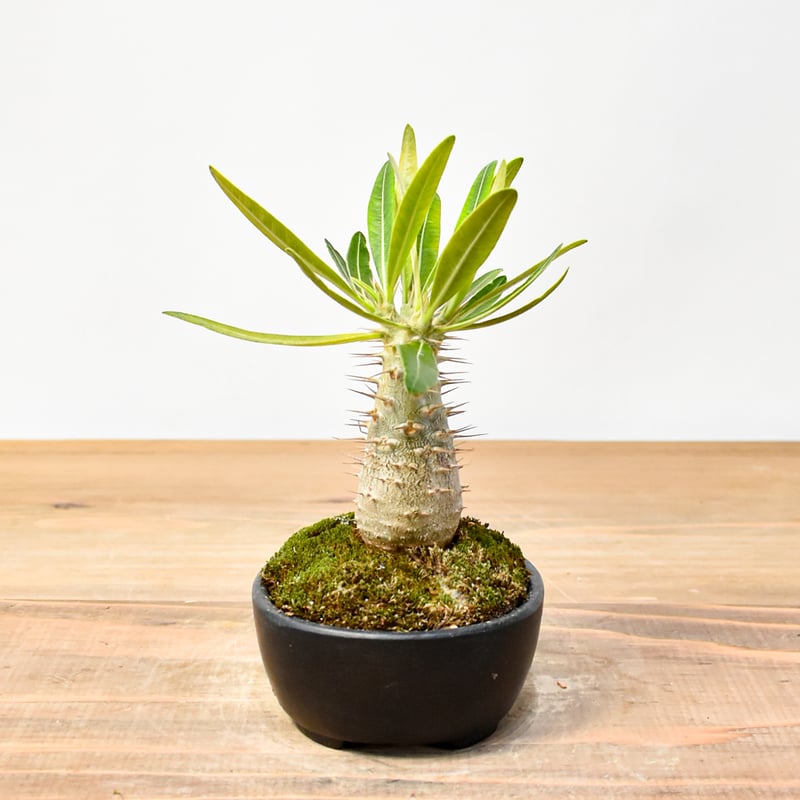 WACK” ON YOUR SIDE】パキポディウム カクチペス WACK-A025 |