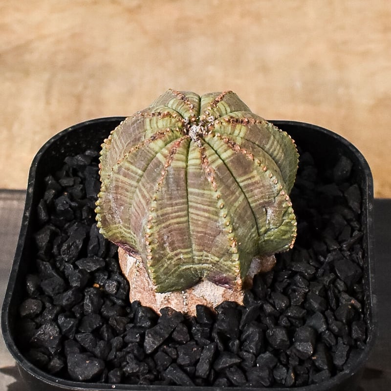 ユーフォルビア オベサ /オールド オベサ （発根済み）RF230399