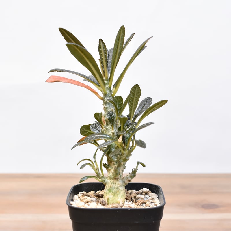 ドルステニア ギガス【実生】B | RAFLUM / ラフラム｜東京、大阪の塊根