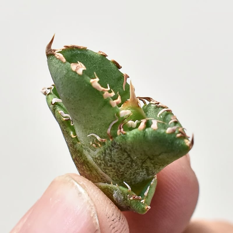 アガベ チタノタ ホオジロザメ 