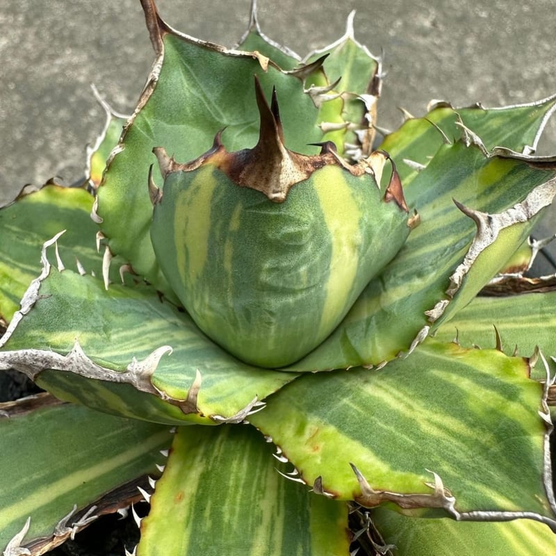 レア株】アガベ チタノタ 