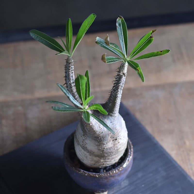 パキポディウム グラキリス (現地球) RF22474 | RAFLUM / ラフラム