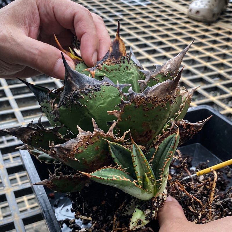 RAFLUM特選】アガベ チタノタ 