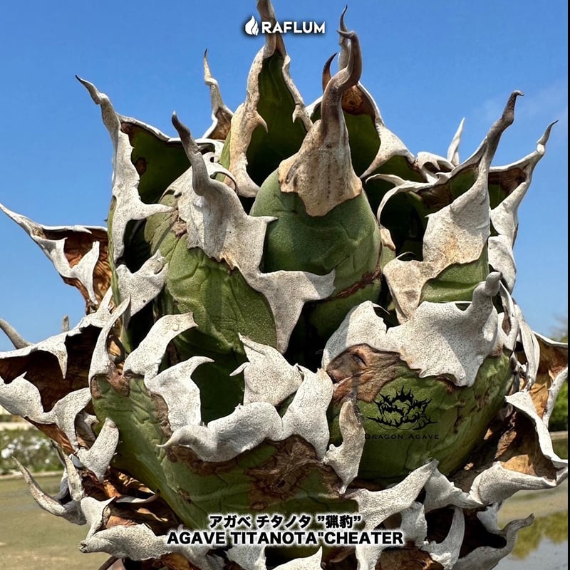 アガベ チタノタ チーター 