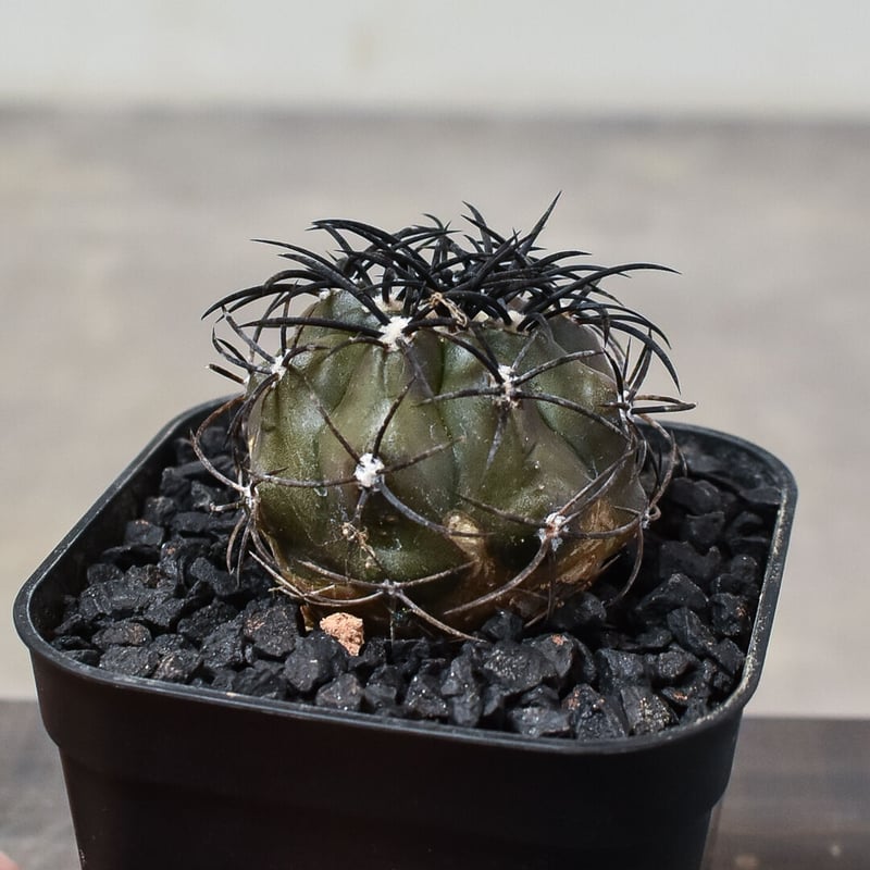 コピアポア グリセオビオラセア 