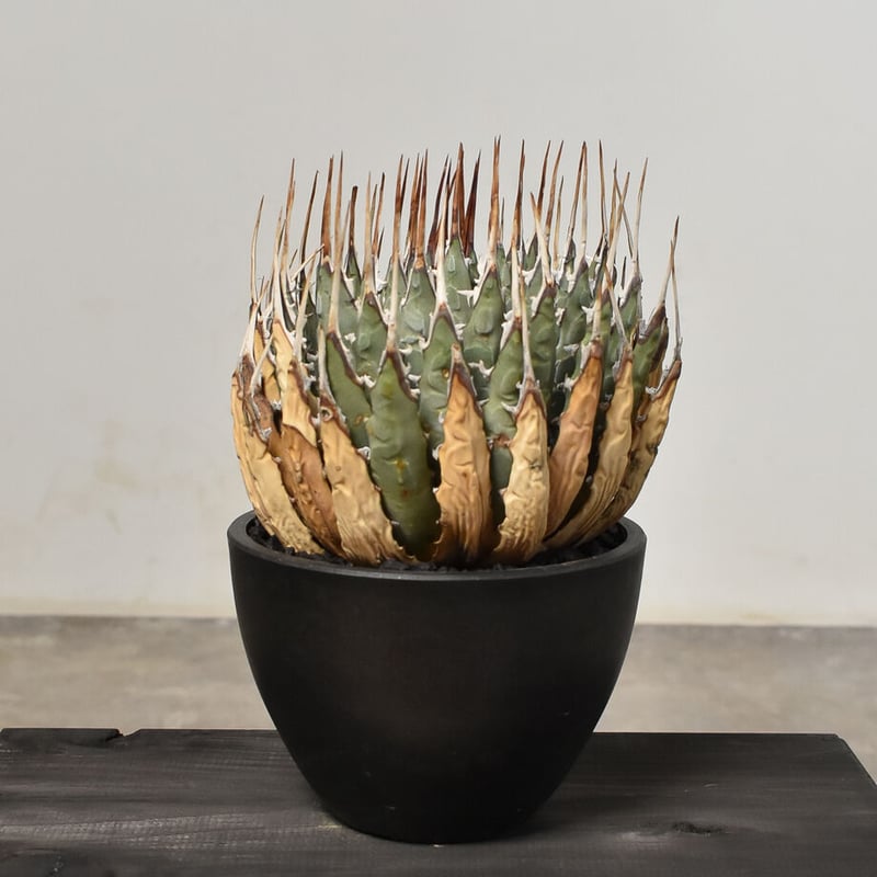 アガベ ユタエンシス エボリスピナ 【カリフォルニア産/発根済み