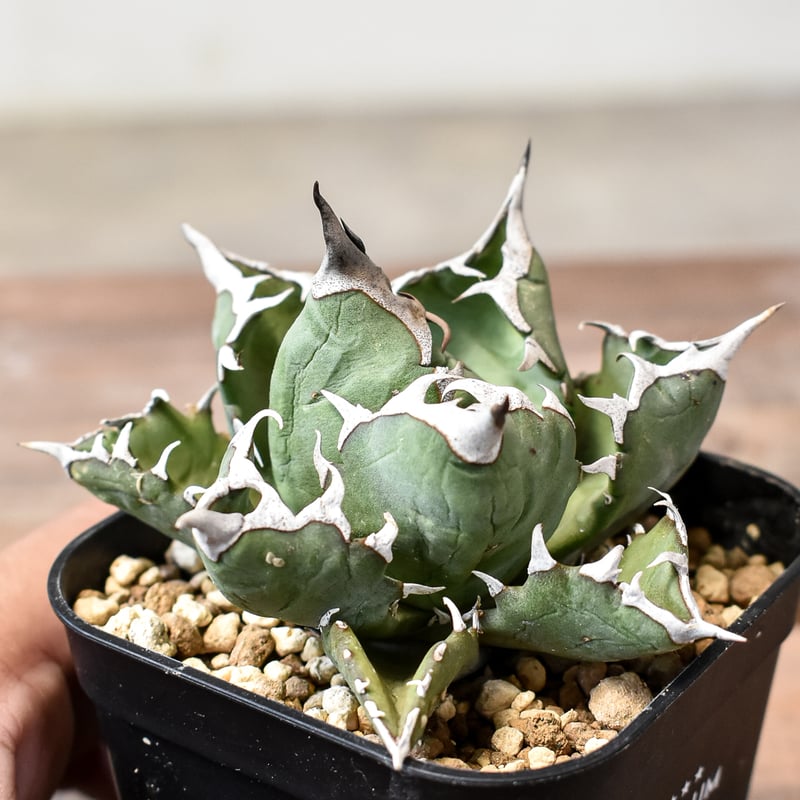 アガベ チタノタ ドワーフ / 