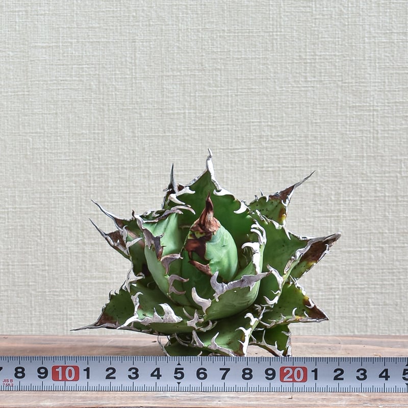 アガベ チタノタ チーター 