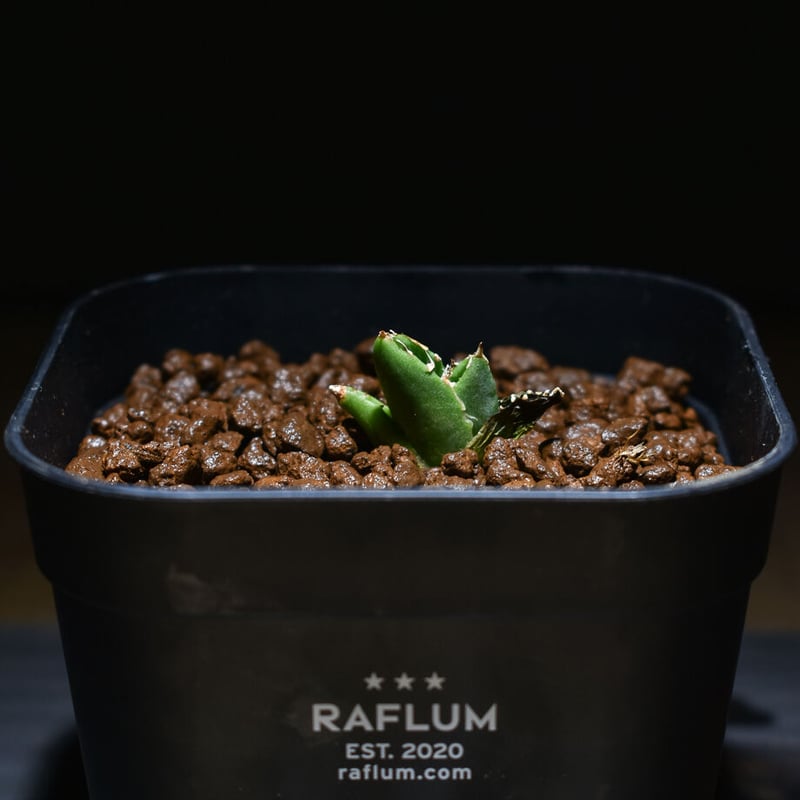 アガベ チタノタ 