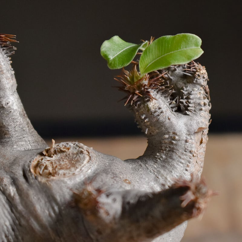 パキポディウム マカイエンセ【当店厳選！！良型のみをご案内！希少種