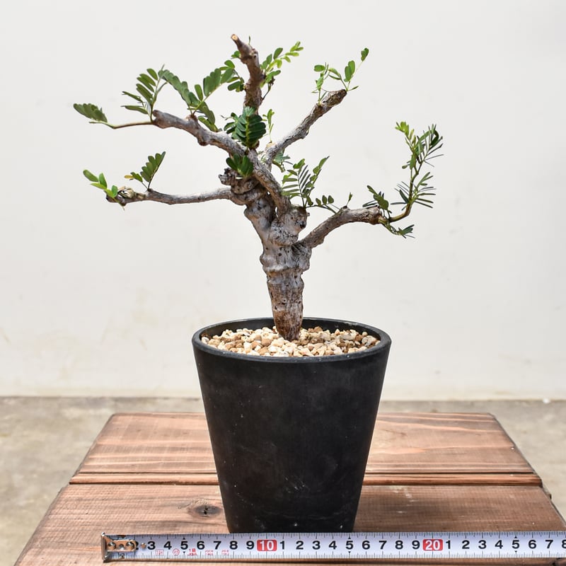 センナ メリディオナリス 【発根済み】GM2400668 (T) | RAFLUM / ラフ