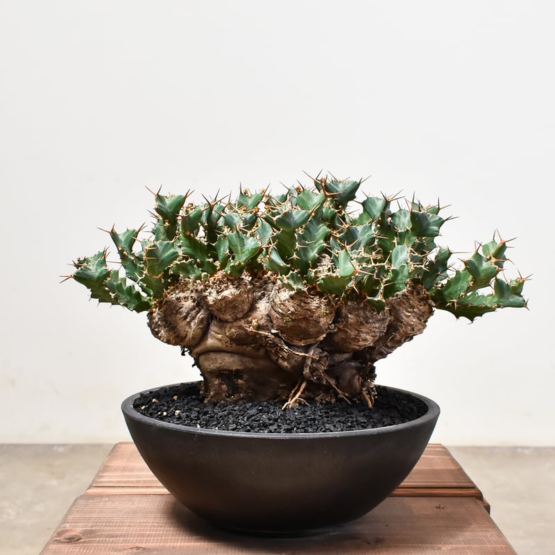 ユーフォルビア クラビゲラ 大株【発根済み】GS2400288(T) | RAFLUM