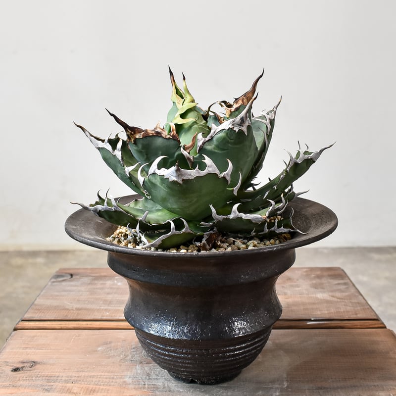 RAFLUMコレクション】アガベ チタノタ チーター 