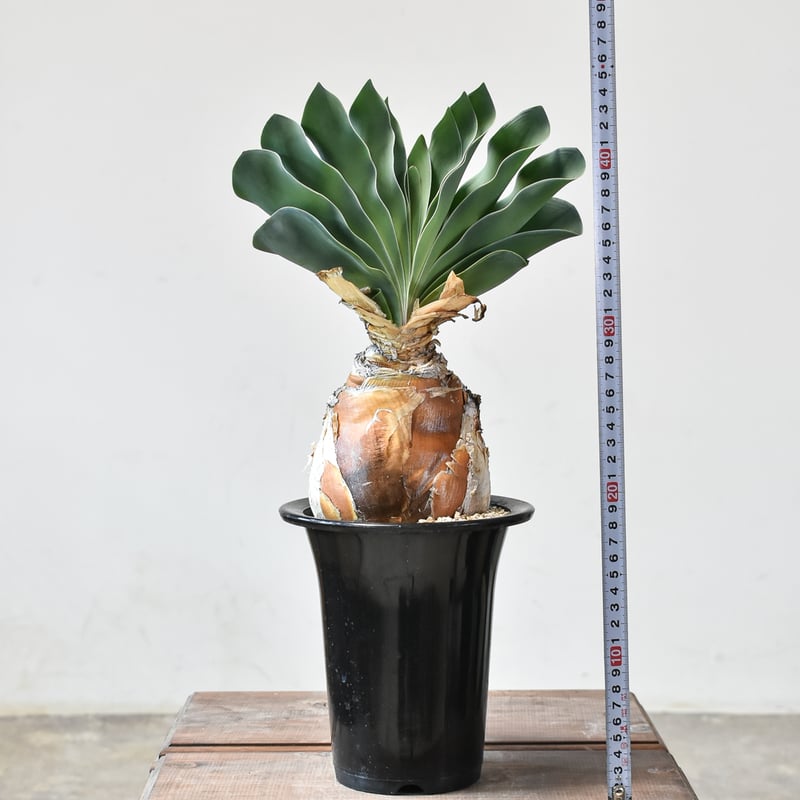 ブーファン ハエマンソイデス 【発根済み】HK2402556 | RAFLUM