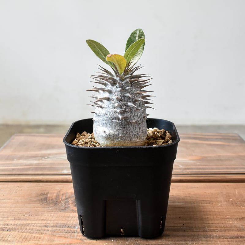 パキポディウム・デンシカウレ 