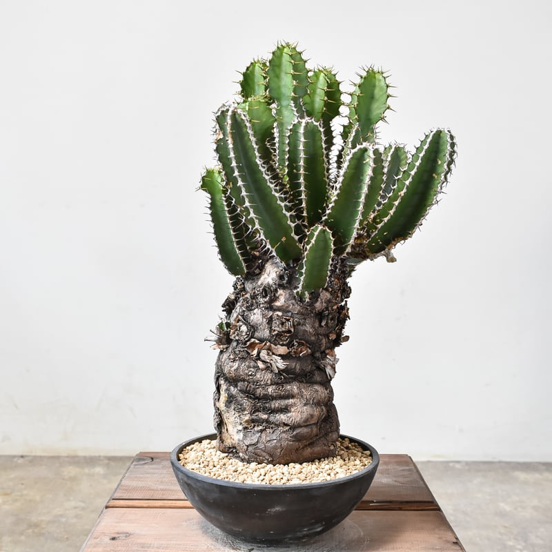 ユーフォルビア ムランジーナ 【発根済み】HK2402407 (T) | RAFLUM / ラ