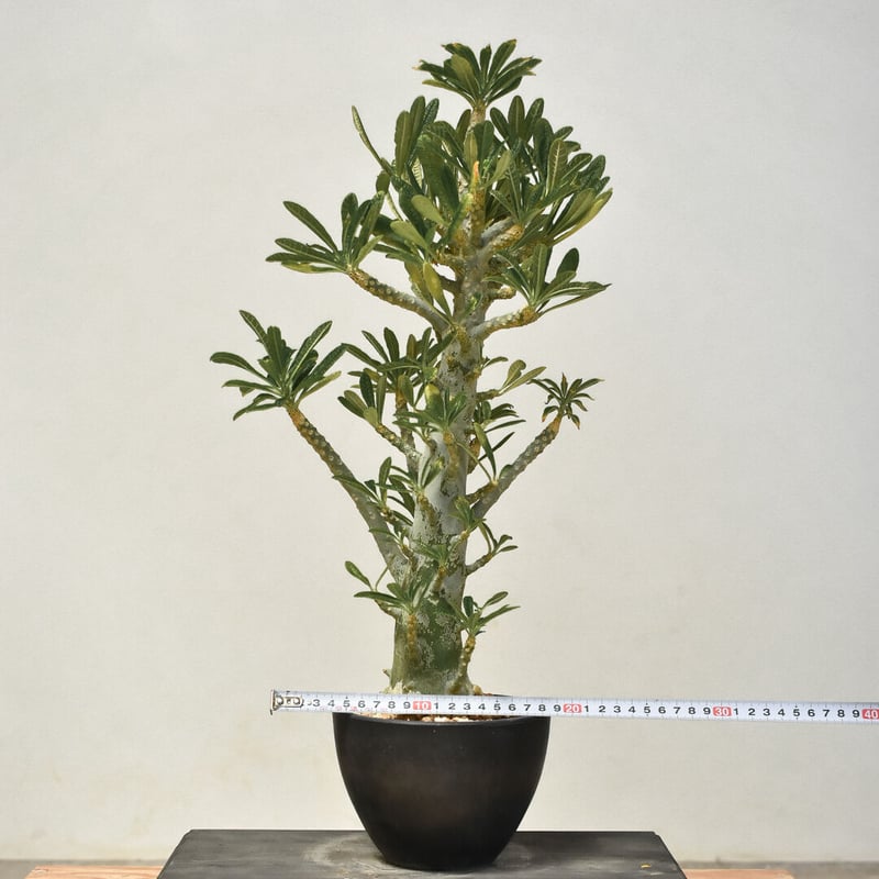 ドルステニア ギガス（発根済み）RF231444(T) | RAFLUM / ラフラム