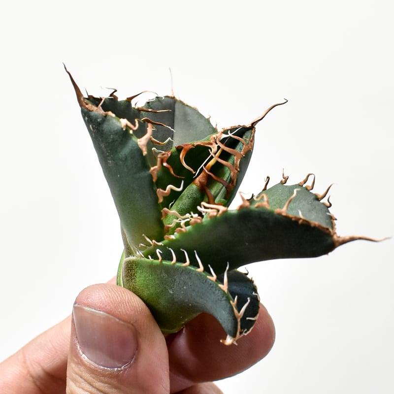 RAFLUMコレクション】アガベ チタノタ 