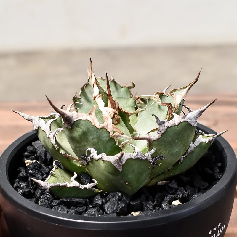 アガベ チタノタ シーザー 美株 ボール形 人気 タグ付き 【26】 アガベ