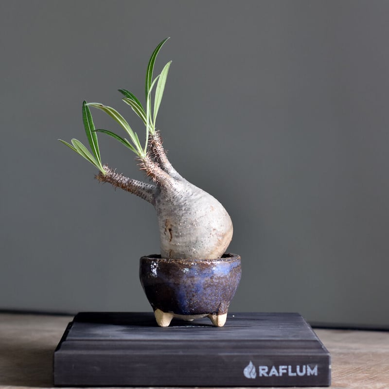 パキポディウム グラキリス (現地球) RF22476 | RAFLUM / ラフラ