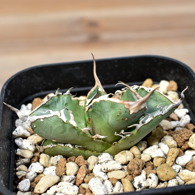 アガベ チタノタ DENNIS018 【台湾DENNIS産/発根済み/子株】DN2402