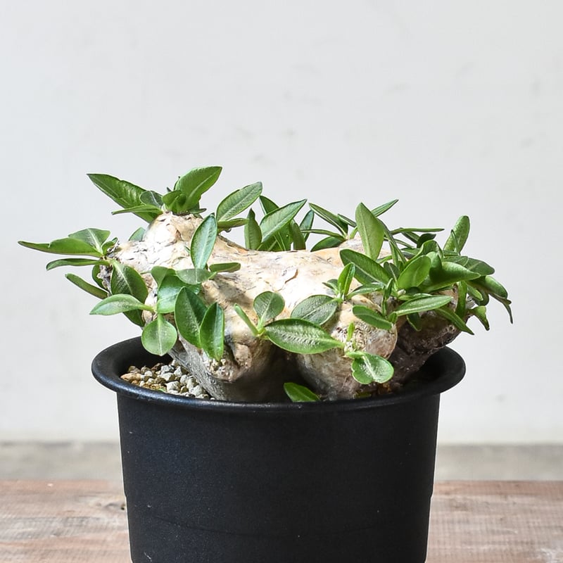 パキポディウム ブレビカウレ 