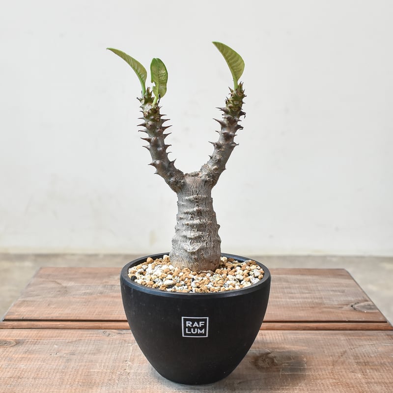 パキポディウム ウィンゾリー 【実生】GM2402219 | RAFLUM / ラフラム