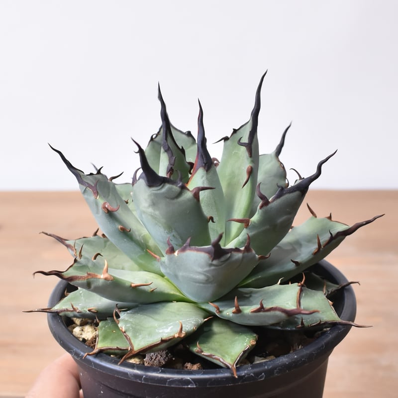 アガベ ハイブリット 象牙妖炎×黑帝斯 / エボリスピナ×ハデス 