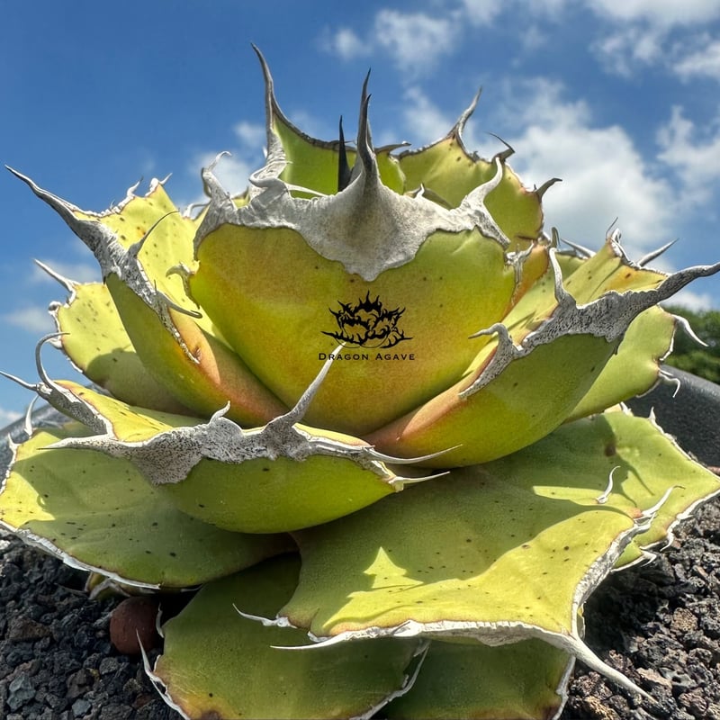 アガベ チタノタ 