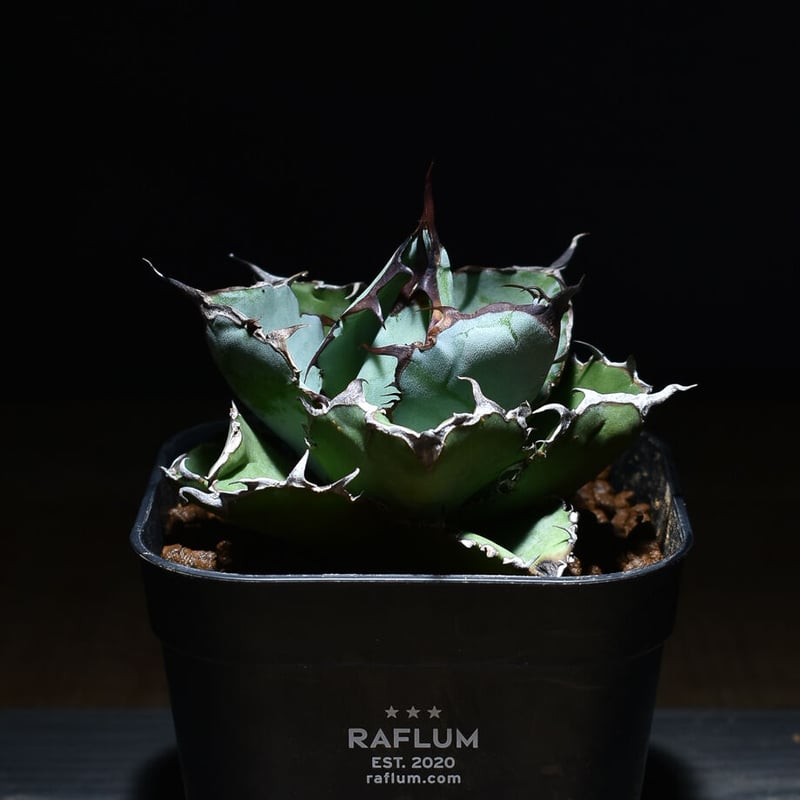 アガベ チタノタ ブラックアンドブルー 