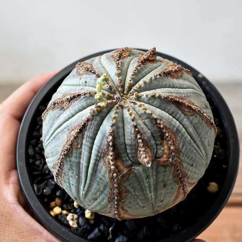 ユーフォルビア オベサ 【発根済み】HK2401941 | RAFLUM / ラフラム