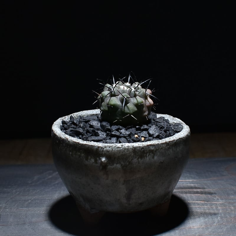 コピアポア シネレア 