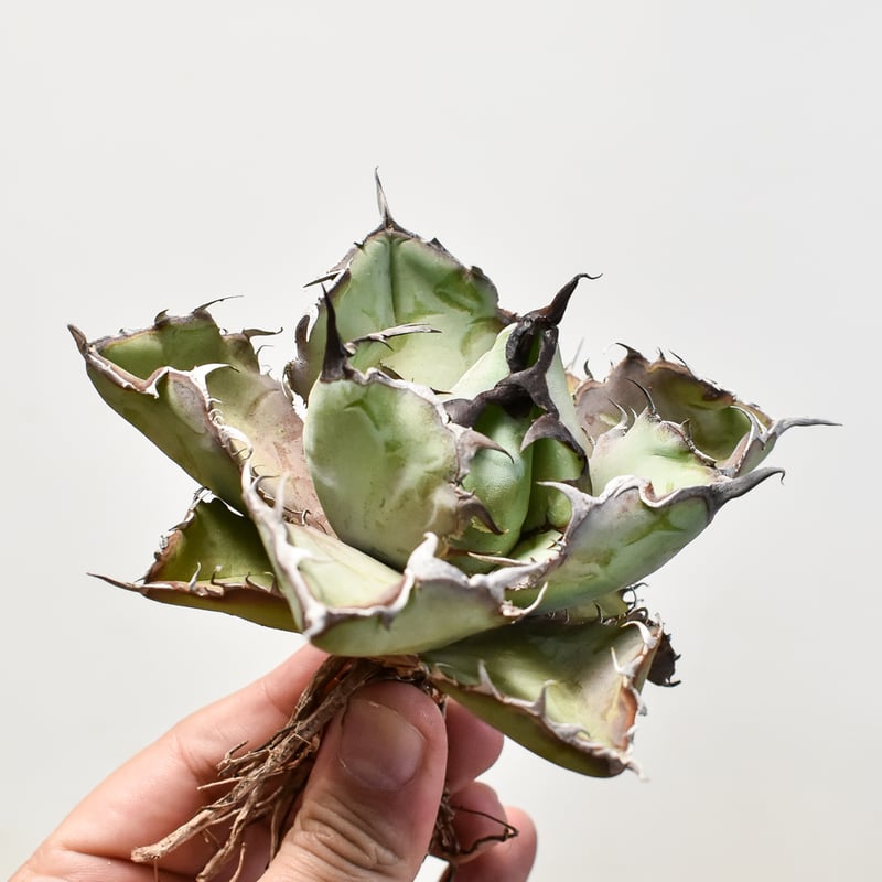 アガベ チタノタ ブラックアンドブルー / BB 藍球 【台湾産/抜き苗/中