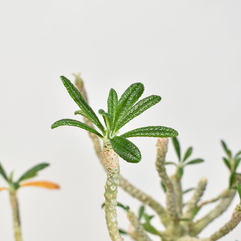 ドルステニア ギガス【実生】A | RAFLUM / ラフラム｜東京、大阪の塊根