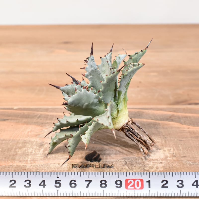 アガベ hybrid イシスメンシス×エボリスピナ/甲蟹X妖炎 【台湾 dragon