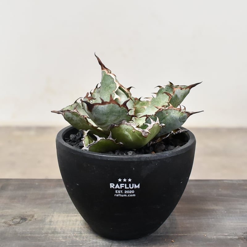 アガベ チタノタ ブラックアンドブルー 