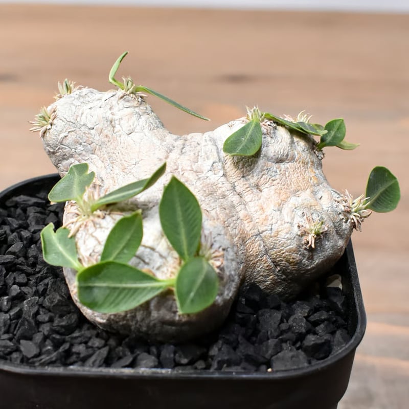 fit=cover,w=800,h=800