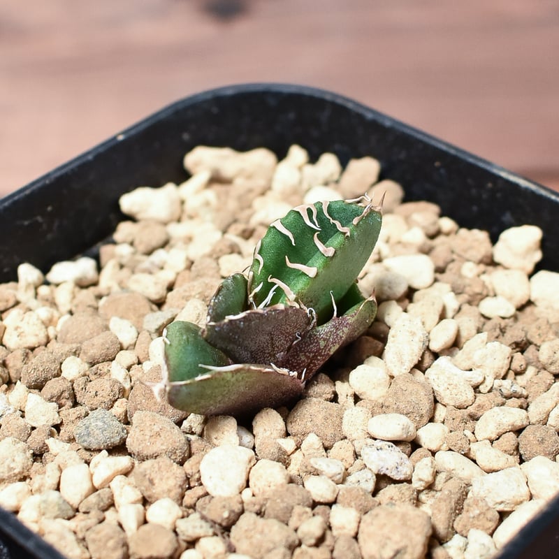 アガベ チタノタ 