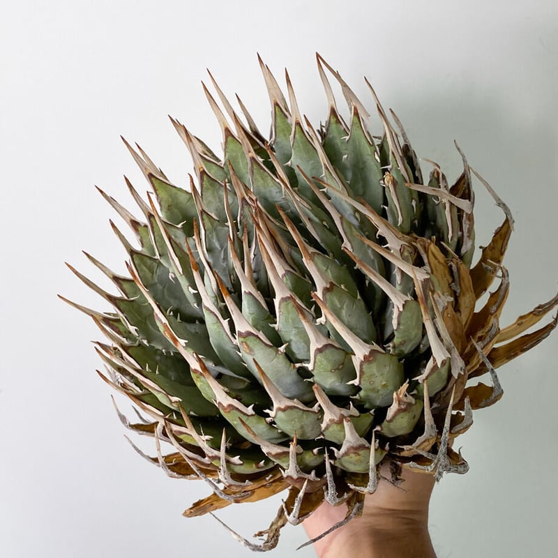 アガベ ユタエンシス エボリスピナ （抜き苗販売）RF22914 | RAFLUM