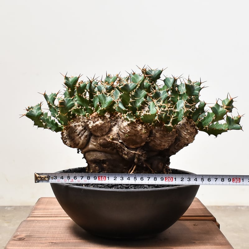 ユーフォルビア クラビゲラ 大株【発根済み】GS2400288(T) | RAFLUM