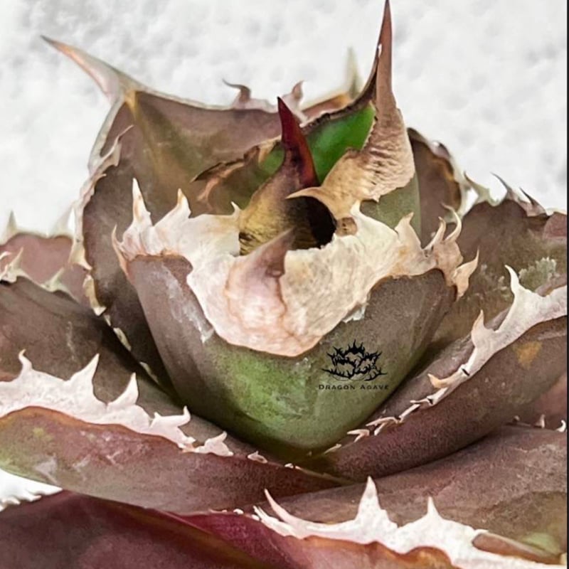 レア品種】アガベ チタノタ 