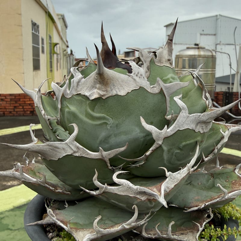 アガベ オテロイ 