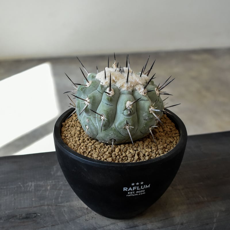 コピアポア シネレア 