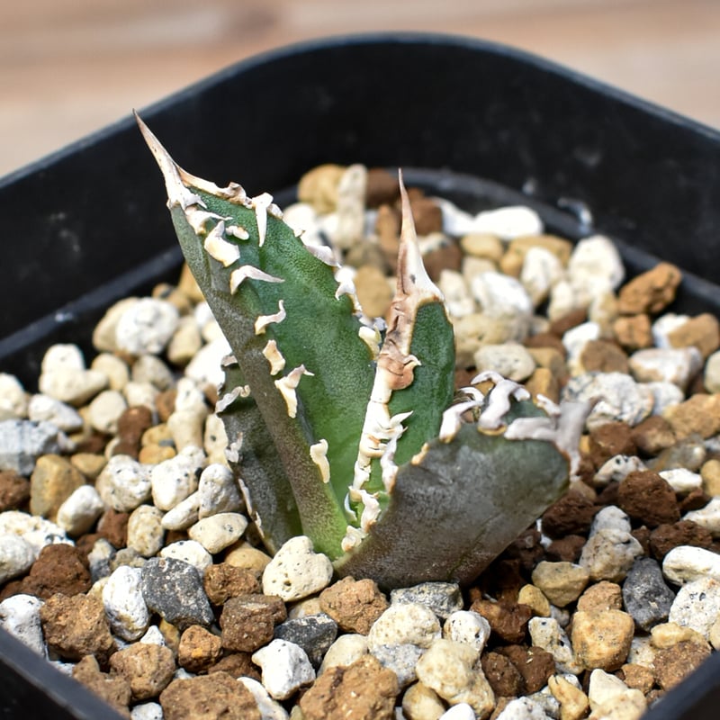 アガベ チタノタ ゴジラ 