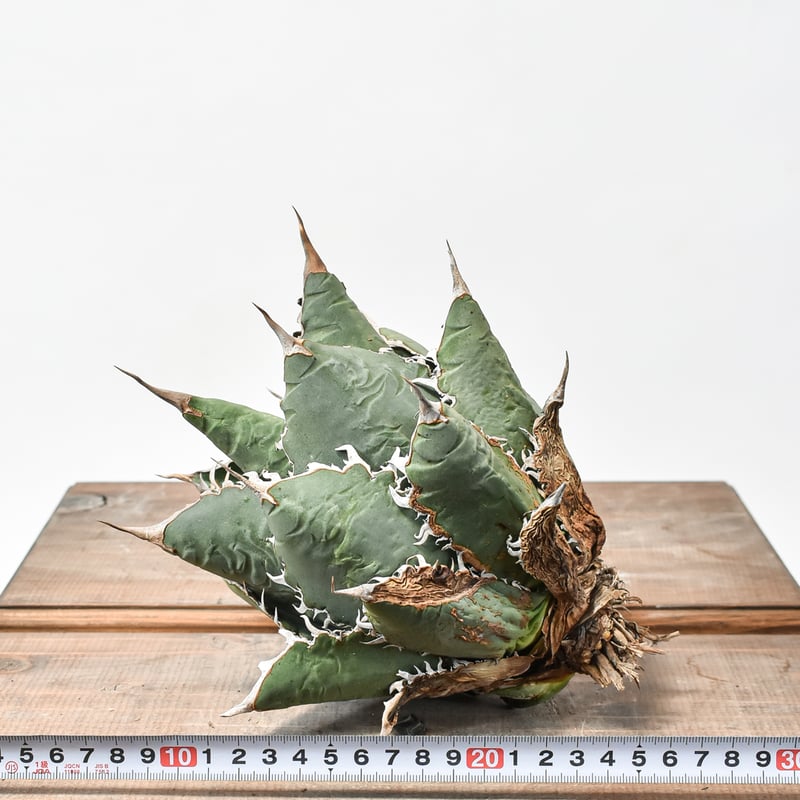 国内実生最高峰】アガベ オテロイ 