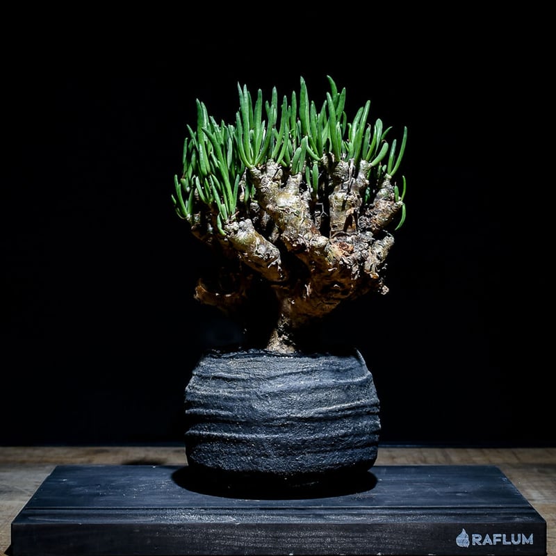 チレコドン レティキュラーツス 