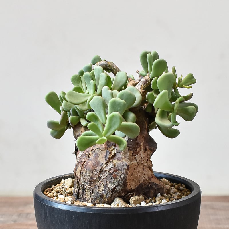 ケラリア ピグマエア 【発根済】S | RAFLUM / ラフラム｜東京、大阪の