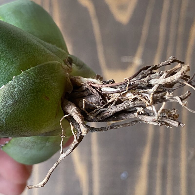 アガベ チタノタ ジャガーノート × FO-076 ハイブリッド (抜き苗販売